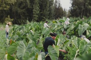 kalo field with people tending the plants . dense green leaves